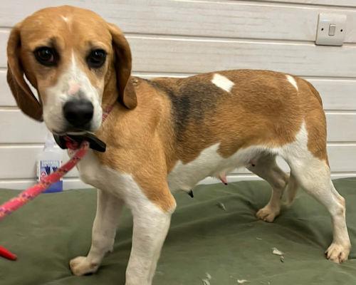 Penarth Times: Brecon - three years old, female, Beagle. Brecon is a very friendly girl who is so gentle and would love to find a family to call her own. She has never experienced much of the world before and so will need another kind dog in her new home to help her